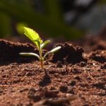 משרידי תורת הרב שמואל חיים סופר הי"ד